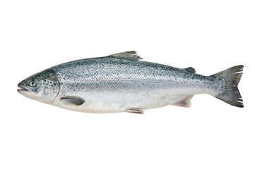 Fresh salmon fish whole raw seafood isolated on transparent background