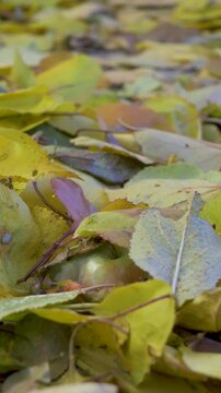Thick carpet of yellow and brown leaves lies on the ground, indicating fall. The dry leaves overlap, and some small branches are mixed in