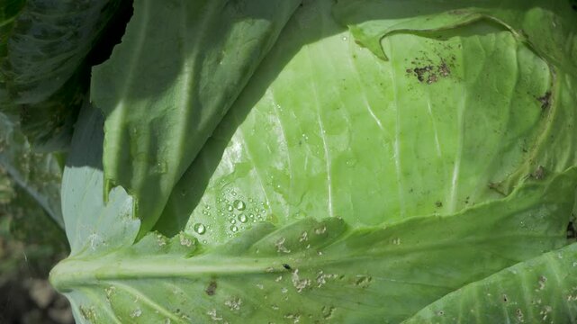 Layers of crinkled cabbage leaves hide the core within. Green vegetable grow before picking at kitchen garden. Harvest time, agriculture and cabbage production concept