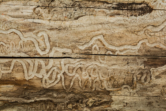 Tree Damage from the Emerald Ash Boring Beetle