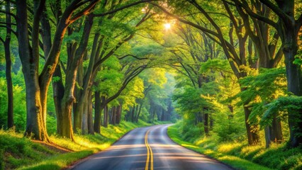 Obraz premium Sunlit Road Through Lush Green Canopy, A Serene Journey Amongst Majestic Trees