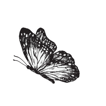 A butterfly in flight, side view. Black ink illustration in an engraving style. Vector element for spring and summer design and decoration.