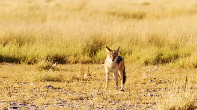 footage of a wild african jackal walking on grass in search of food in the Savanah of Botswana Africa.