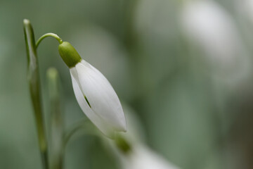 Obraz premium Close-up of delicate snowdrop with white bud, single snowdrop still closed blowing in the wind, soft grey background, white early bloomers, Galanthus