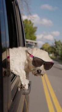 Small dog wearing sunglasses sticking head out of car window while driving on sunny road