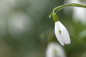 Obraz premium Close-up of a delicate snowdrop with a slightly open bud, single snowdrop still closed, soft grey background, copy space, white early bloomers, Galanthus