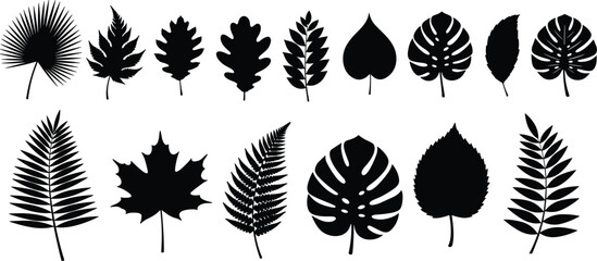 Black silhouette collection of different tree and plant leaves, maple oak monstera and fern foliage set isolated on a white background, vector. © AMINA