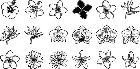 Black and white line of various flowers line orchids plumeria hibiscus © Graphic Shops