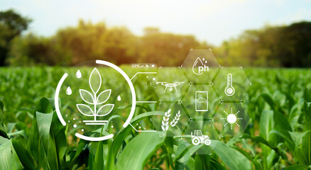 Smart agriculture concept with digital farming technology over green corn field. Precision agriculture system showing drone monitoring, soil pH analysis, climate data, irrigation and crop management. © wasan