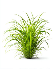 Fototapeta premium green grass isolated