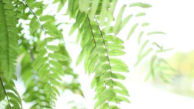 Close-up of bright green leaves swaying in the wind