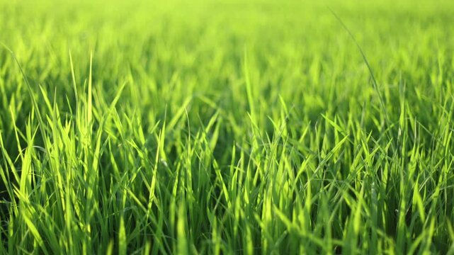Close-up of green rice field, fresh green grass swaying in the wind