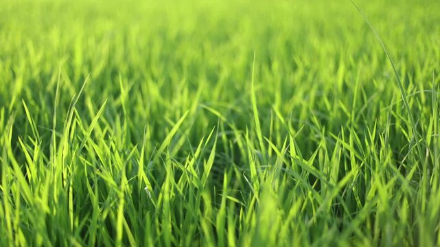 Close-up of green rice field, fresh green grass swaying in the wind