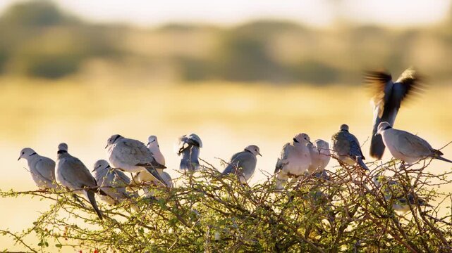 A flock of Eurasian collared dove sitting on a small tree in Savanah of Botswana Africa