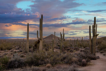 Early Morning Sonoran Desert Landscape Along Hiking Trail In Scottsdale AZ