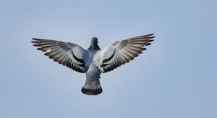 A pigeon flying through the air with its wings spread © Monir