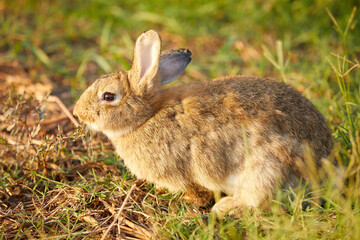 Fototapeta premium young rabbit sitting and looking to something on the field