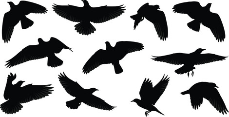 Obraz premium Collection of black bird silhouettes flying in various positions, set of isolated avian figures for nature design, wildlife graphics on white background, vector.