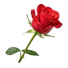 Fototapeta premium isolated transparent background of a single vibrant red rose with a long green stem, thorny, fresh leaves and water drops, elegant flower