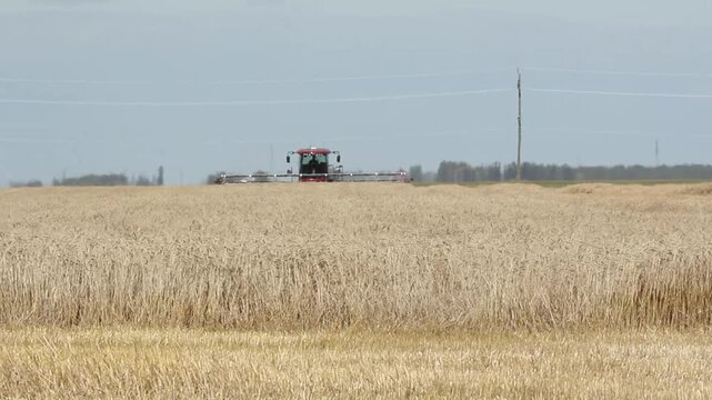 Field of wheat at harvest time. Manitoba, Canada. HD.
