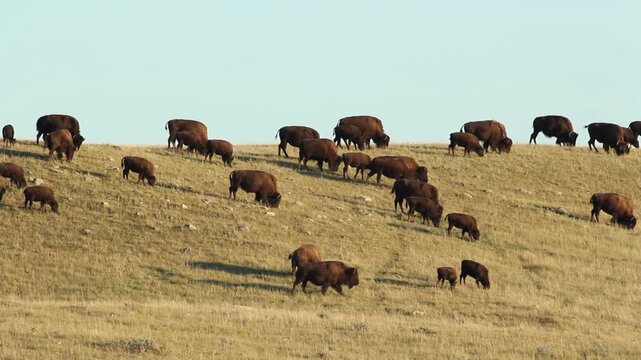 Herd of buffalo in Alberta, Canada. HD.