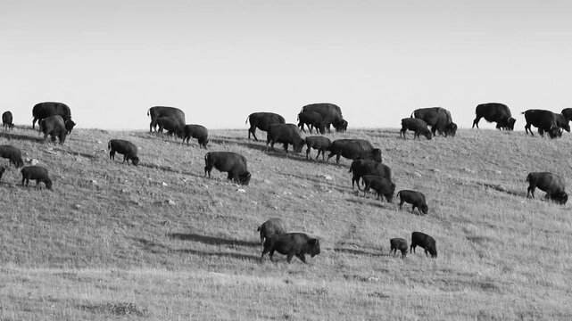 Herd of buffalo in Alberta, Canada. Black and white. HD.