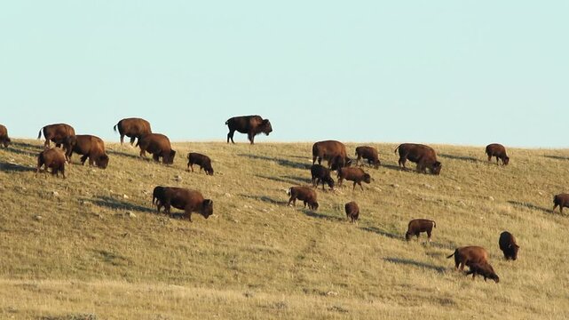 Herd of buffalo in Alberta, Canada. HD.
