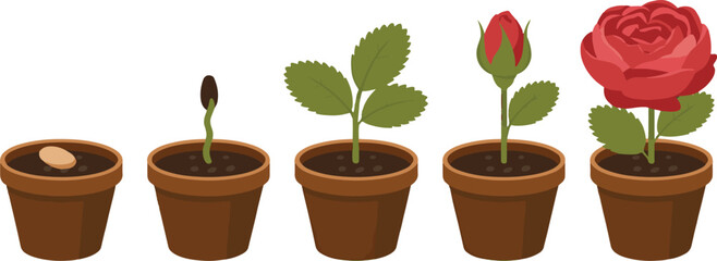 Sequence of plant growth from a seed sprouting in a pot to a blooming red rose flower showing different stages © Creative Studio 