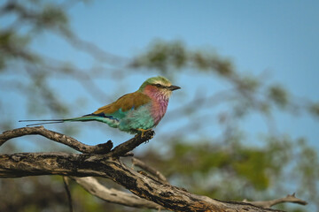Lilac-breasted roller with catchlight on dead log
