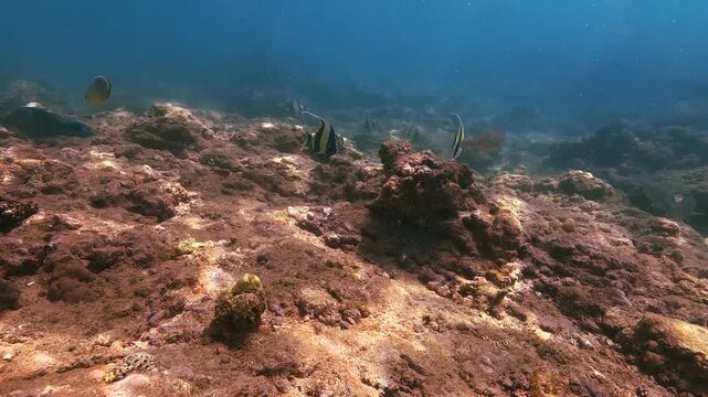Watch parrotfish and other tropical fish swim among healthy coral formations on a vibrant underwater reef