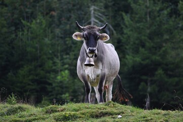 Fototapeta premium Cow standing on a grassy hill with a bell in a forested area during the day