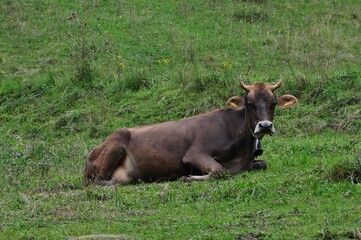 Fototapeta premium Cow relaxes on green grass in meadow during a sunny day in the countryside