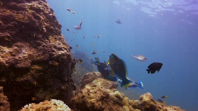Colorful parrot fish school around a healthy coral reef and rock formations deep underwater. Sun rays illuminate the diverse marine ecosystem