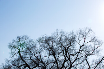 Fototapeta premium Bare Tree Branch Silhouette Against Blue Sky