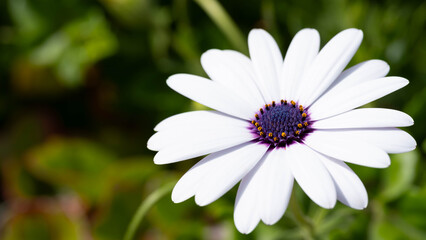 Fototapeta premium Macro of a Osteospermum ecklonis - White Daisy with great Details and Purple Highlights