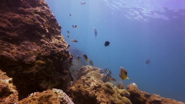 Observe diverse fish parrot species swimming around a vibrant, healthy coral reef. This clear blue tropical underwater ecosystem showcases rich marine wildlife