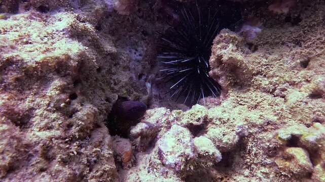 Murena black sea urchin with sharp spines rests deep inside a coral crevice while a small fish swims past in its natural ocean habitat
