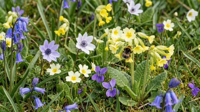 Spring Wildflower Meadow with Bumblebee Among Primroses
