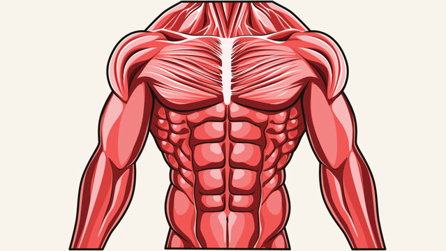 Anatomical vector illustrations of chest, abdominal and arm muscles for fitness and health.