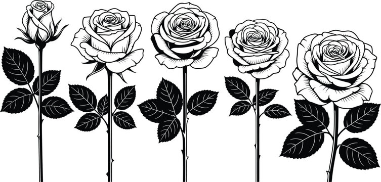 Rose flower line art collection featuring growth stages from rosebud to full bloom, elegant floral vector sketches for wedding, tattoo.
