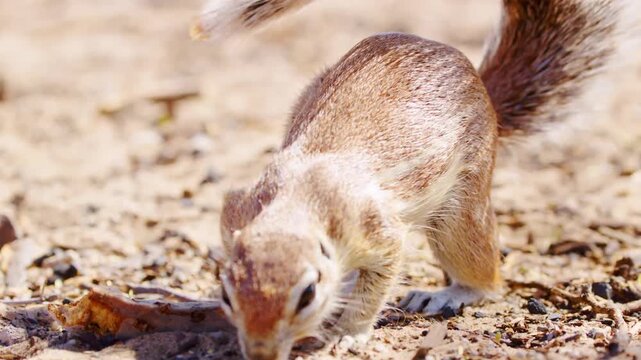 African ground cape squirrels sniffing the soil in search of his food