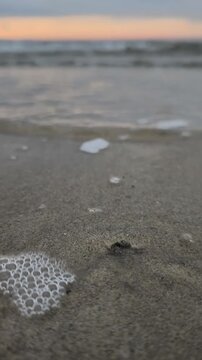 Small crab frantically digging a hole in the wet sand as gentle waves wash ashore. Close up view of the crustacean at sunset