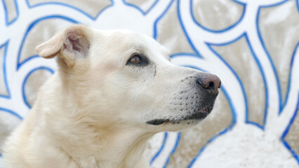 Simba © Steve Fossiant