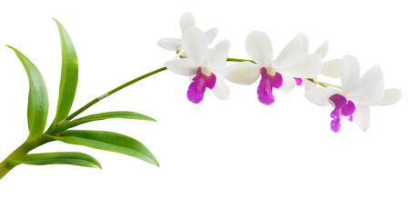 White orchid flowers with purple centers and green leaves isolated on white background, elegant...