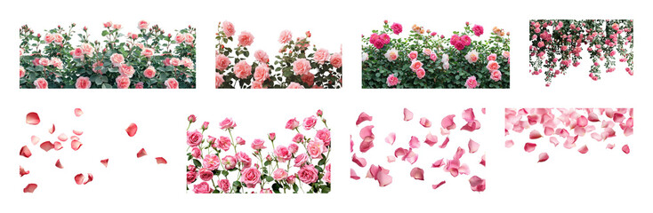 Naklejka premium PNG Vibrant pink roses in bloom, transparent background