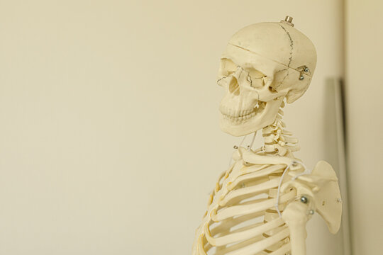 Close-up of a human skeleton model. Ideal for medical, educational, and scientific uses. Excellent for illustrating anat