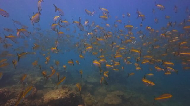 Many yellow Carangidae Selar boops fish swim together in a large school. They gracefully glide over a beautiful, healthy coral reef, exploring the colorful underwater environment