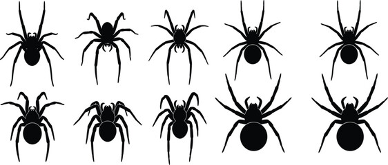 Spider silhouette artwork, arachnid species illustration, black insect design, creepy crawly graphic, symmetrical pattern composition, nature biology