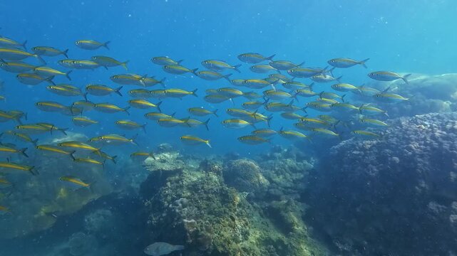 School of yellow Carangidae Selar boops fish swims over healthy coral reef. Blue tropical ocean environment shows diverse marine ecosystem