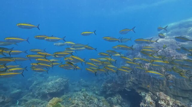 A large school of vibrant yellow Carangidae Selar boops fish swims gracefully above a healthy coral reef. The clear blue tropical water reveals diverse marine life